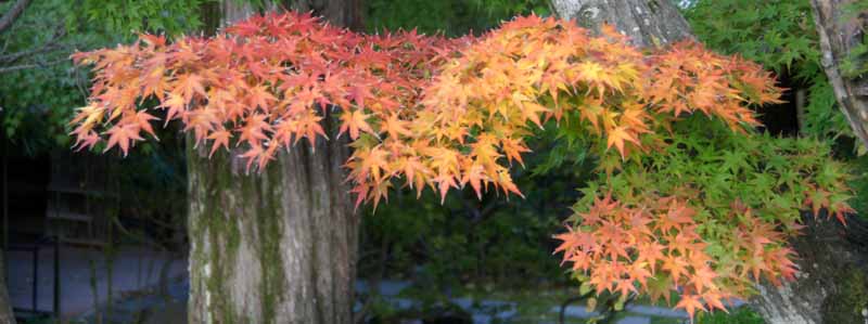 小諸懐古園のもみじ