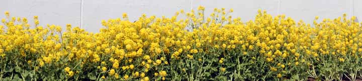 �[���͉Ԑ���ł����E�E�E