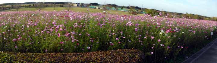 広いですね コスモス広場