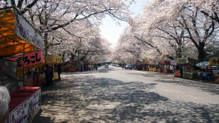 散り初めの桜並木たち