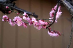 梅をもう一回撮影