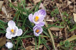 野の花も、もう春の息吹が・・・