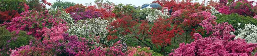 つつじが岡公園は素晴らしいつつじ園でした