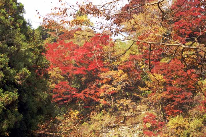 This picture is for quick loading of picture.